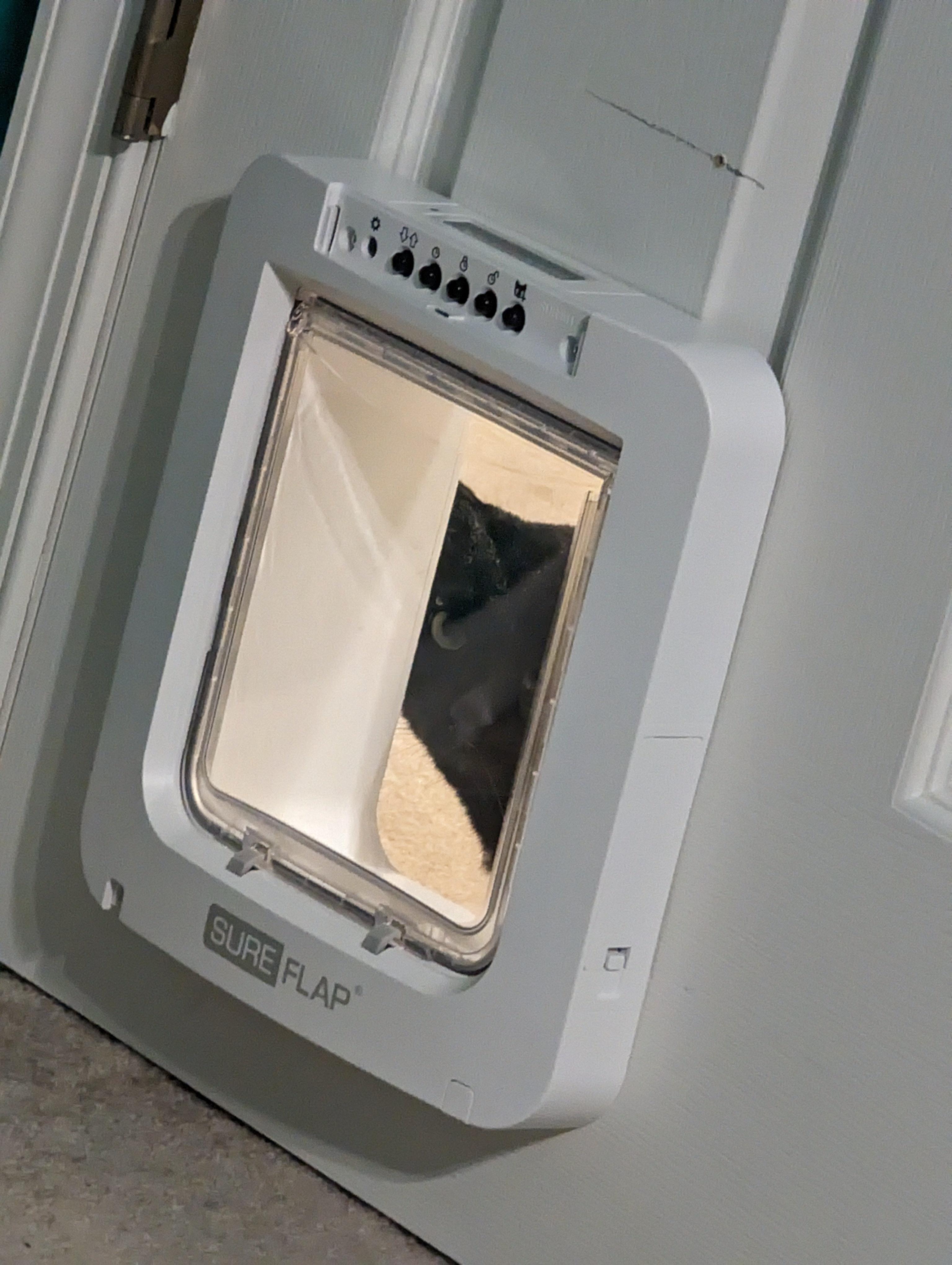 Image of Cat peeking through cat door